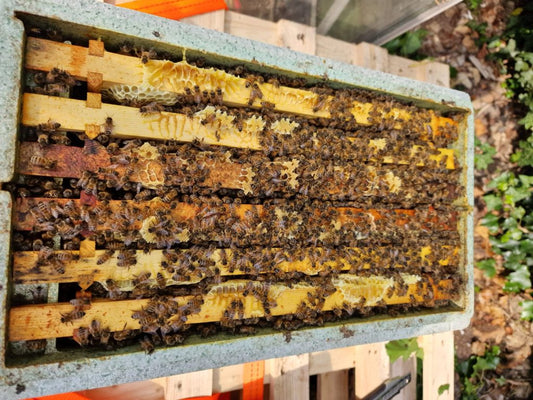 Collecting our first beehive