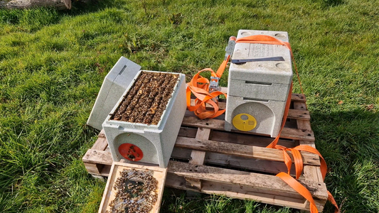 From Nucleus to Hive: Your Comprehensive Guide to Starting Beekeeping in the UK