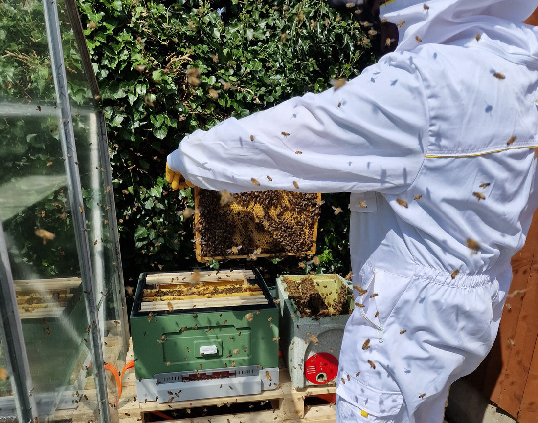 How I became a Beekeeper in 2022