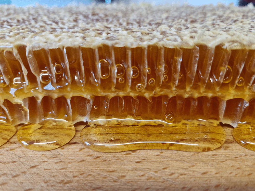 A picture of a frame of honey covered in bees